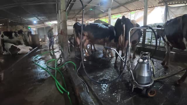 Dairy Cows At Milking Station