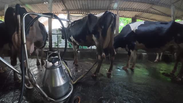Dairy Cows In Milking Barn