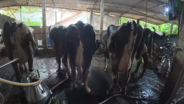 Wide View Dairy Barn Stalls