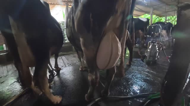 Close Up Cow Udder Barn