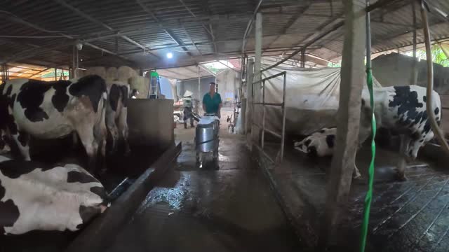 Milking Cluster On Cow Udder