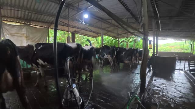 Worker Pushing Milk Cart