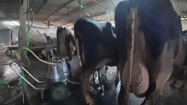 Dairy Barn With Milking Machine