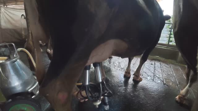 Cows In Barn Milking Time