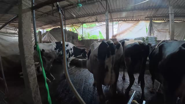 Milking Machine On Dairy Cow