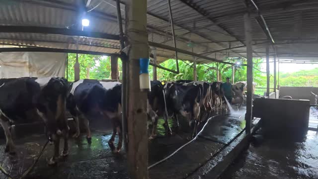 Close Up Milking A Cow
