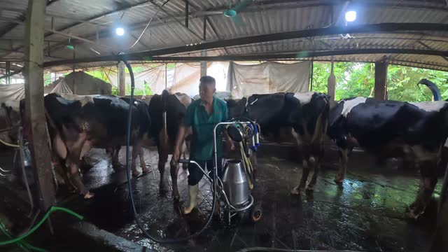 Dairy Barn Aisle With Cows
