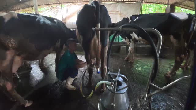 Worker Attaching Milking Machine