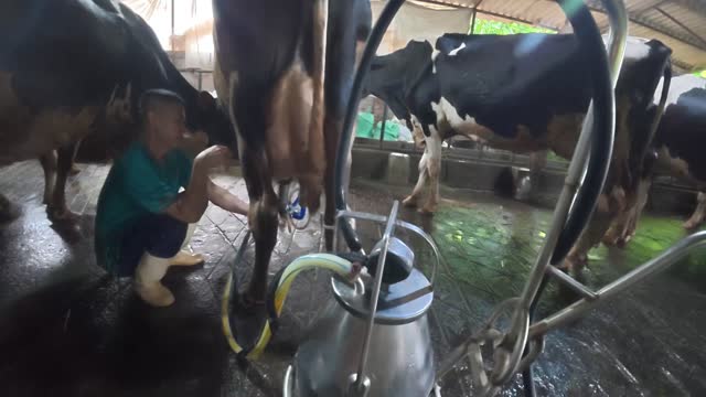 Worker Milking A Dairy Cow
