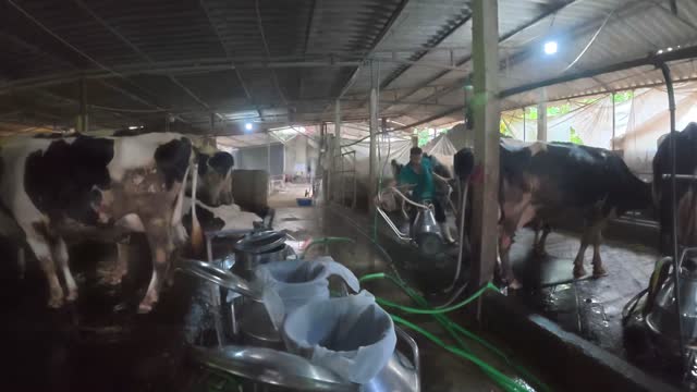 Milk Cans In Dairy Barn