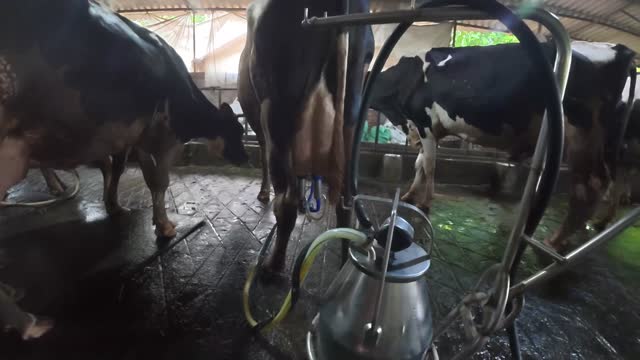 Cow Udder And Milk Canister