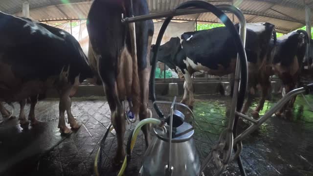Cows Being Milked In Barn