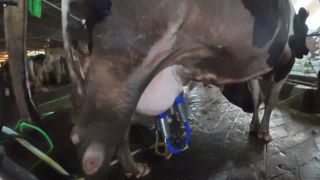 Close Up Milking Cluster Udder