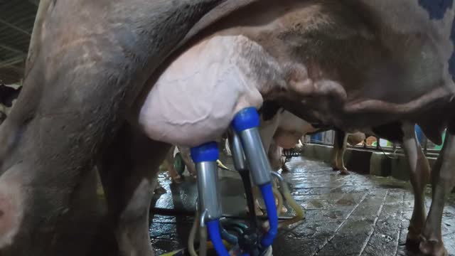 Milking Machine On Full Udder