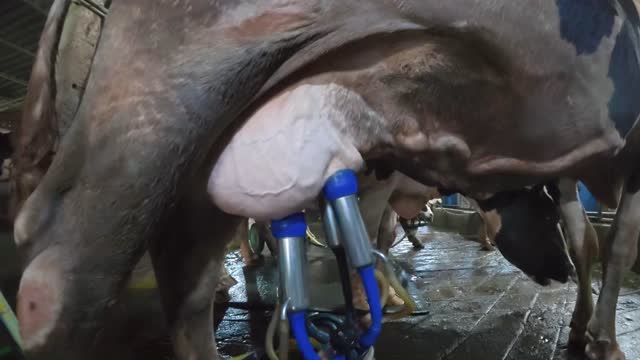 Cow Udder Milking Close Up