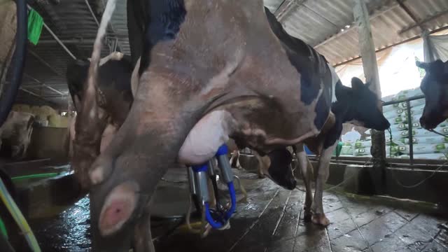 Full Udder With Milking Cluster
