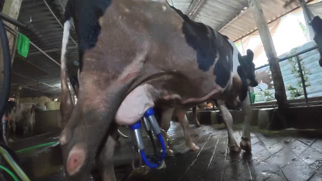 Dairy Cow Udder Milking