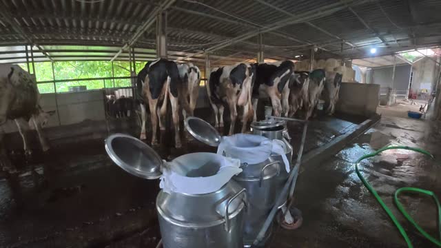 Milk Cans And Dairy Cows