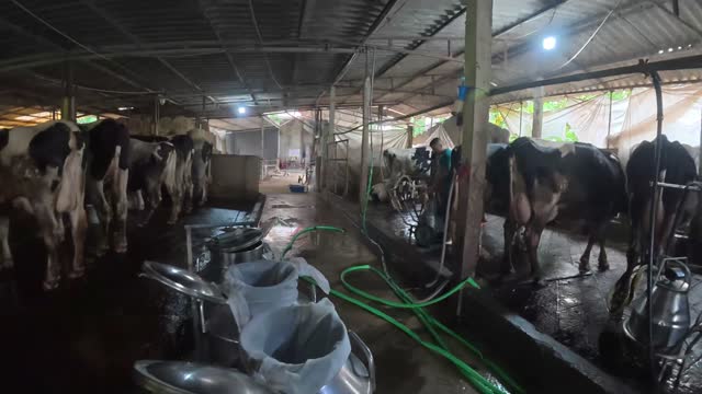 Milk Buckets In Dairy Barn