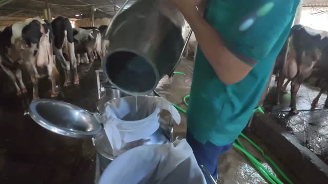 Worker Pouring Fresh Milk