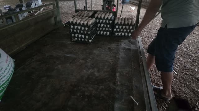 Handling Trays Of Duck Eggs