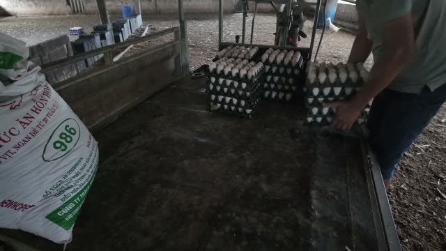 Handling Trays Of Duck Eggs