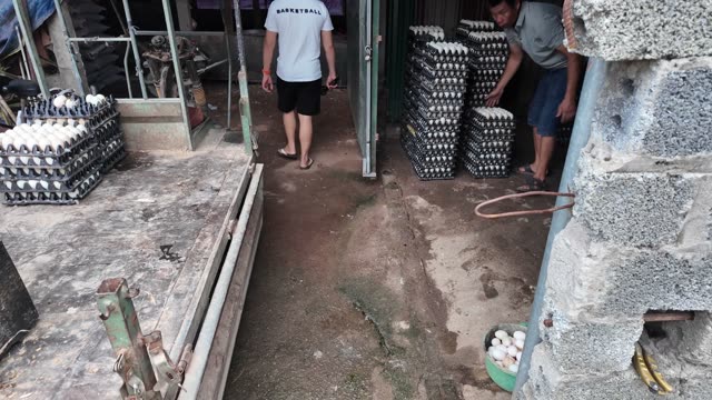 Handling Trays Of Duck Eggs
