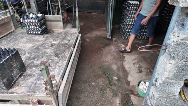 Handling Trays Of Duck Eggs