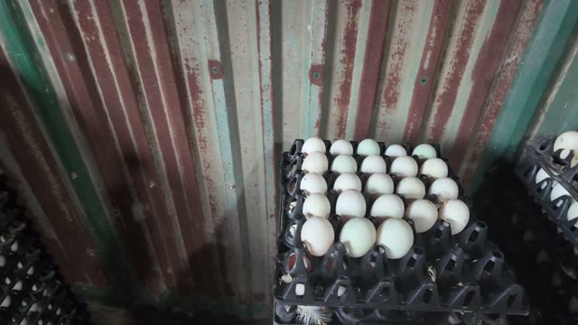 Handling Trays Of Duck Eggs