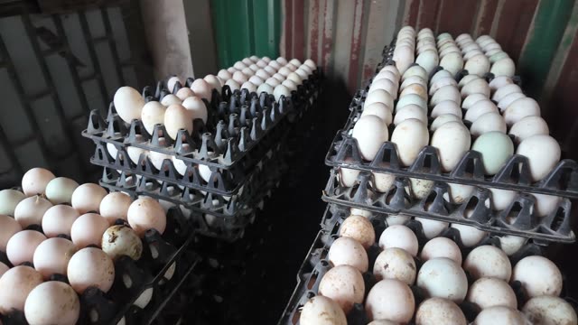 Handling Trays Of Duck Eggs