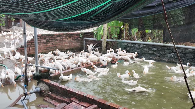 Duck Farm Flock