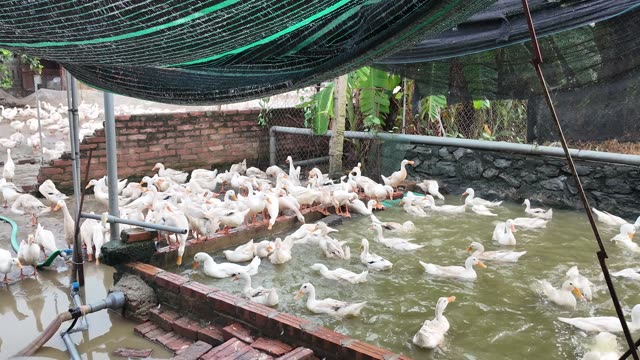 Duck Farm Flock