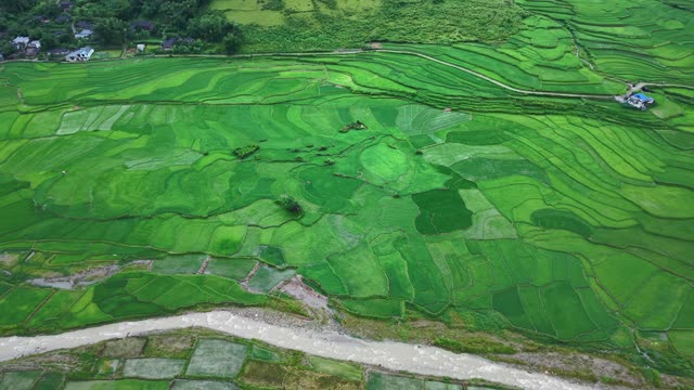 Curved Rice Field Pattern Near Stream