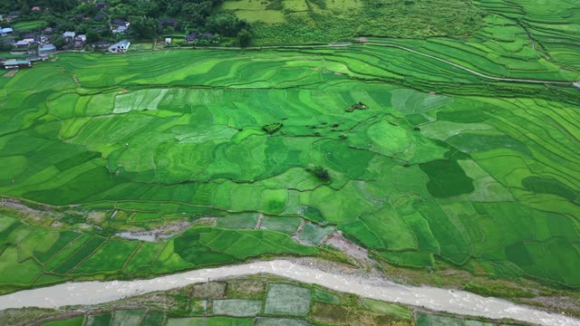 Green Rice Fields Beside River Channel