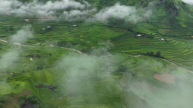 Misty Rice Terraces At Valley Floor