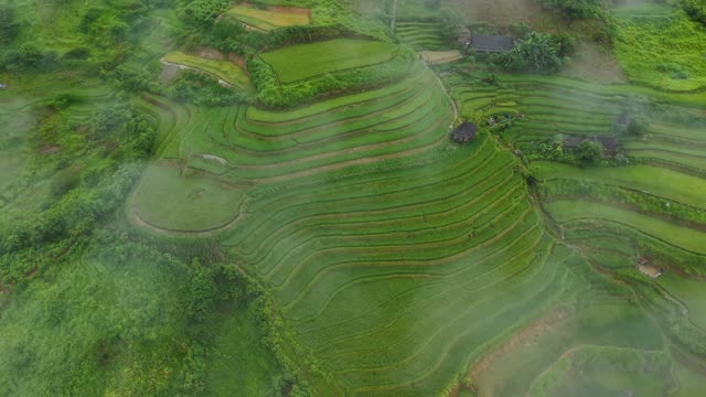 Terraces Fading Into Morning Mist