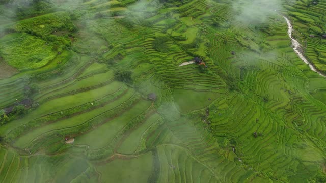 Terraced Fields Under Rolling Mist