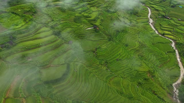 Cloud Drifting Over Green Terraces