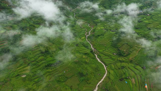 Winding Stream In Foggy Rice Terraces