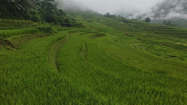 FPV Skimming Curved Rice Terraces