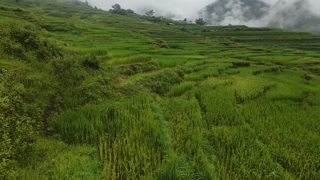 FPV Flying Over Layered Rice Fields
