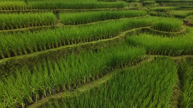 FPV Skimming Terraces Toward Village