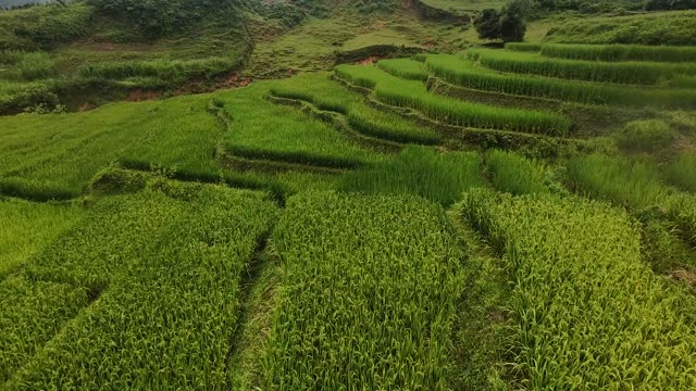 FPV Skimming Rice Field Levels