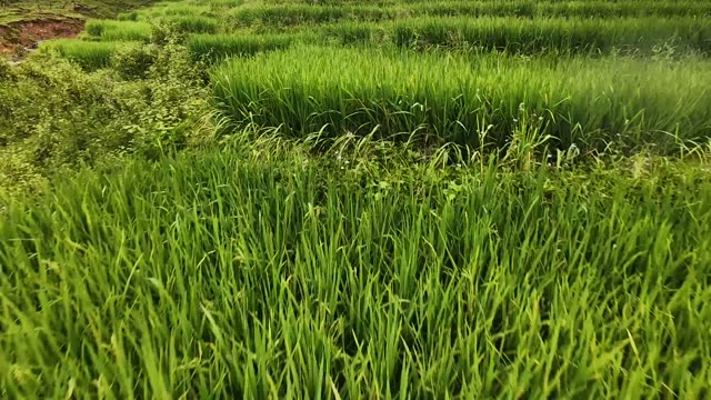 FPV Flying Over Golden Green Terraces