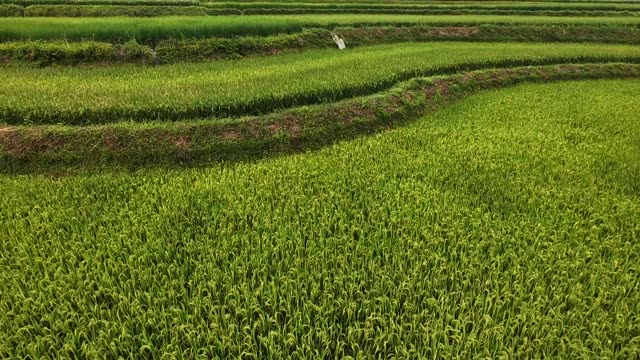 FPV Skimming Curved Terrace Rows