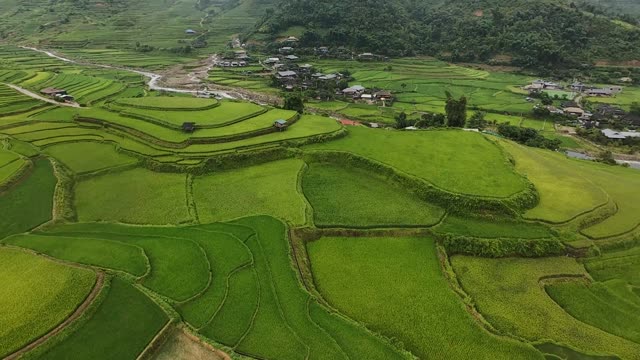 FPV Flying Over Village Rice Fields