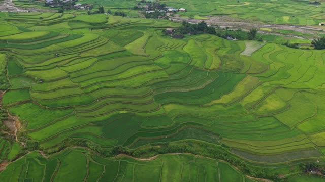 Ripe Rice Terraces Beside Road