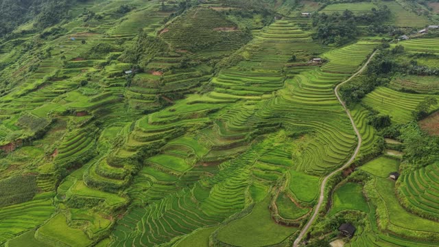 Layered Terraces Along Winding Road