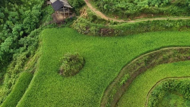 Farmhouse Beside Green Rice Terrace