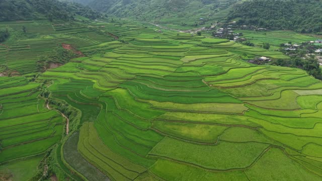 Rice Terraces Beside Mountain Slope